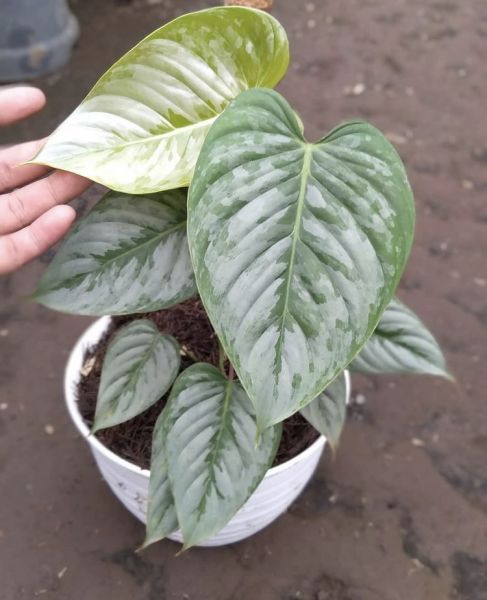 Philodendron ORNATUM или Филодендрон Орнатум