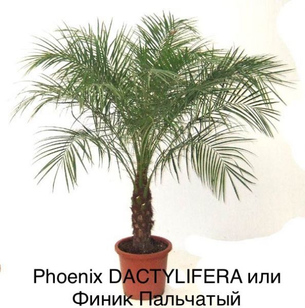 Phoenix DACTYLIFERA или Финик Пальчатый