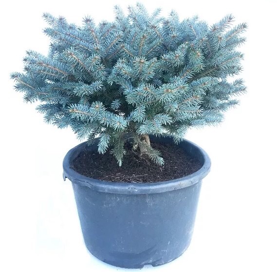 Picea PUNGENS GLAUCA или Ель Голубая