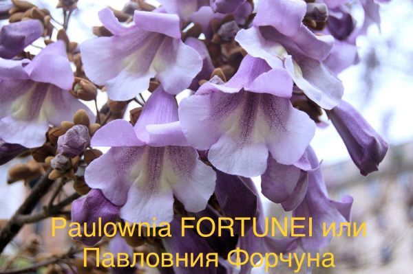 Paulownia FORTUNEI или Павловния Форчуна