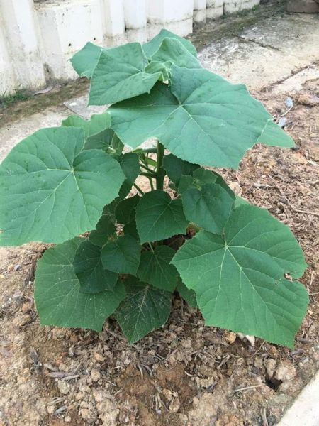 Paulownia FORTUNEI или Павловния Форчуна