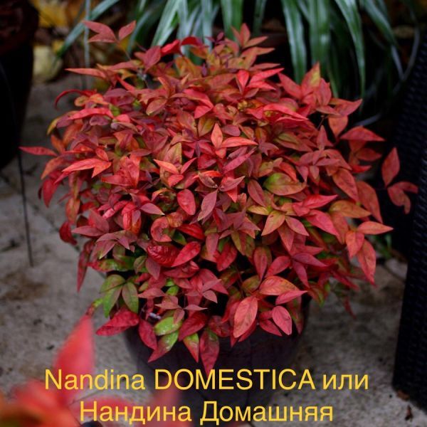 ​Nandina DOMESTICA или Нандина Домашняя