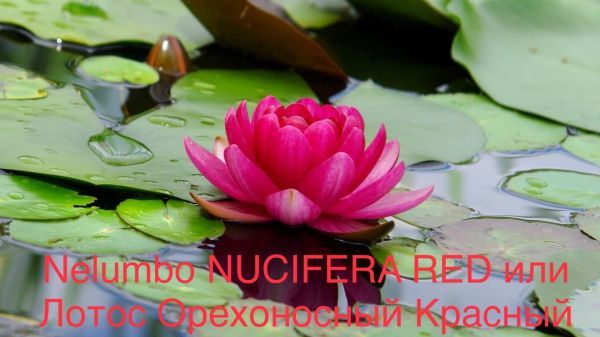 ​Nelumbo NUCIFERA RED или Лотос орехоносный красный