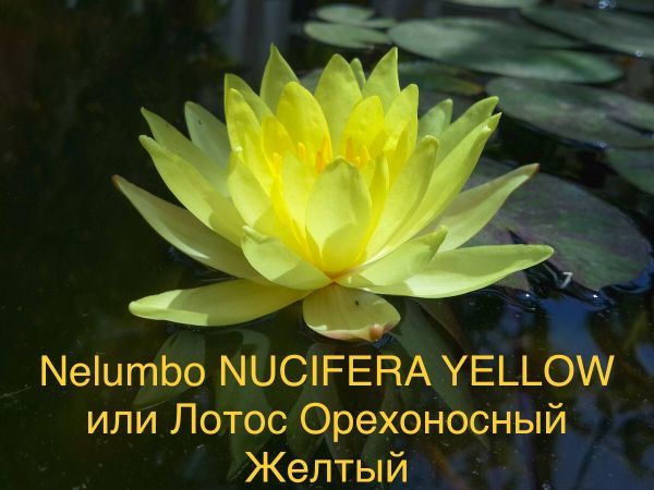 Nelumbo NUCIFERA YELLOW или Лотос Орехоносный Желтый