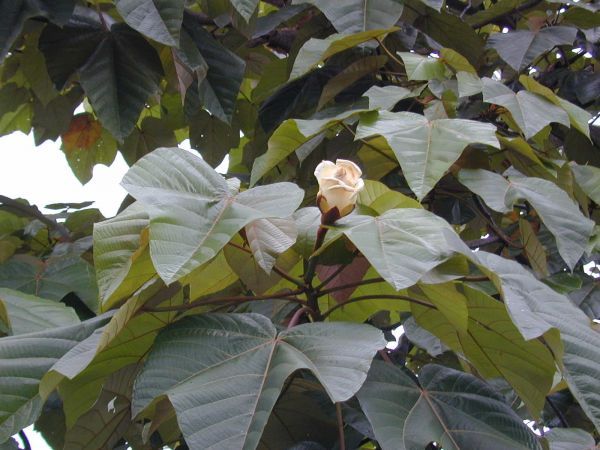 Ochroma PYRAMIDALE или Бальса Пирамидальная