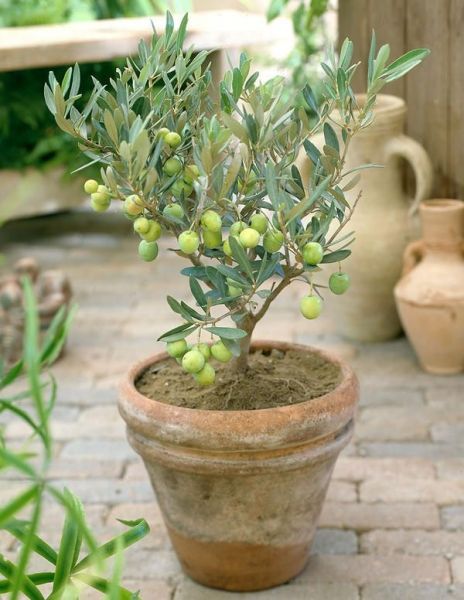 Olea Europaea или Олива европейская