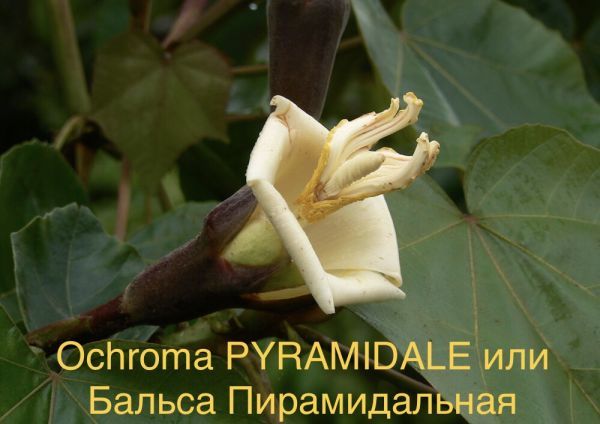 Ochroma PYRAMIDALE или Бальса Пирамидальная