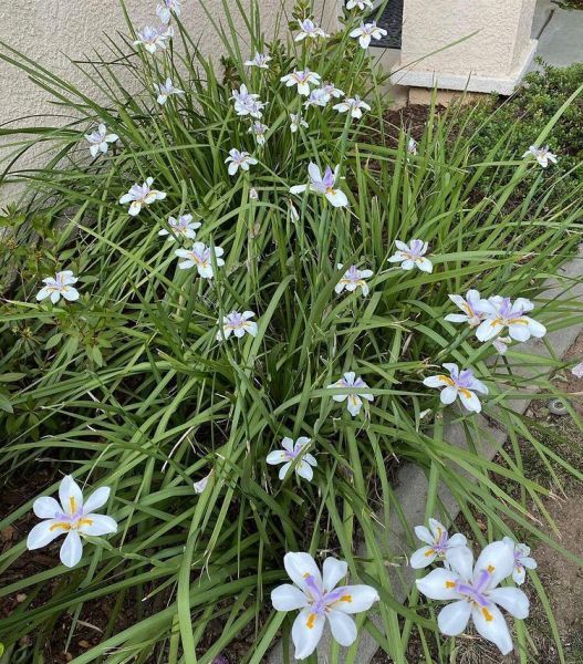 Dietes IRIDIOIDES или Диетес Ирисоподобный