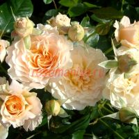 Марджори Маршалл (Marjorie Marshall)