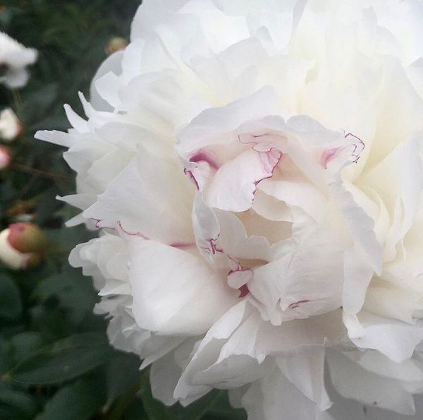 Paeonia lactiflora (Пион молочноцветковый)