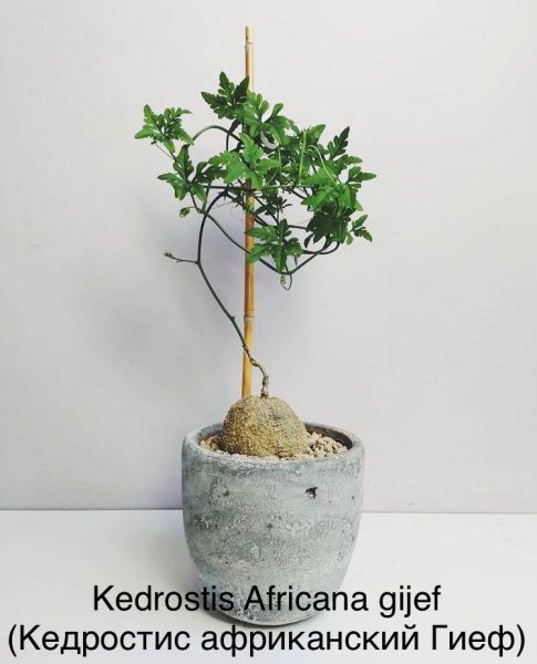 Kedrostis Africana gijef (Кедростис африканский Гиеф)