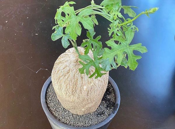 Kedrostis Africana gijef (Кедростис африканский Гиеф)