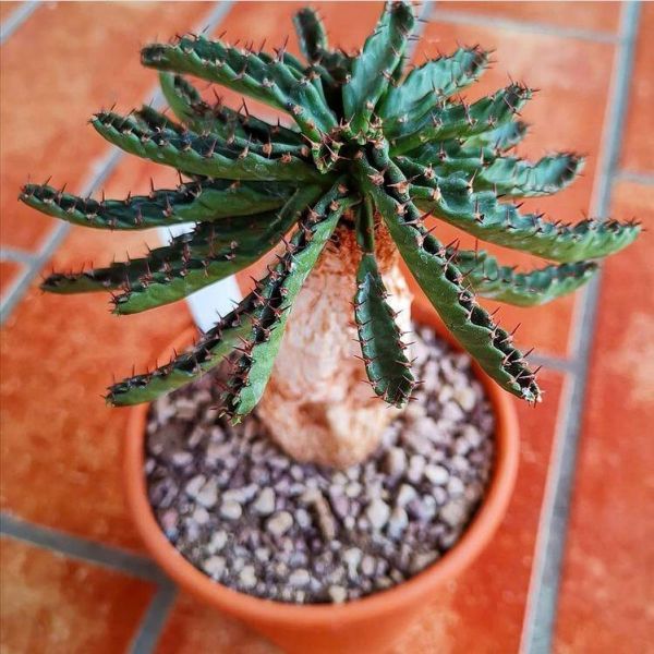 Euphorbia stellata (Эуфорбия Звездчатая)