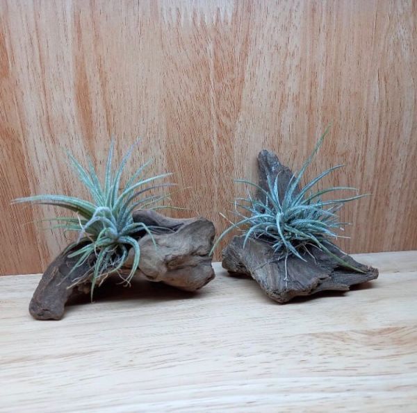 Tillandsia utriculata (Атмосферная тилландсия Утрикулата)