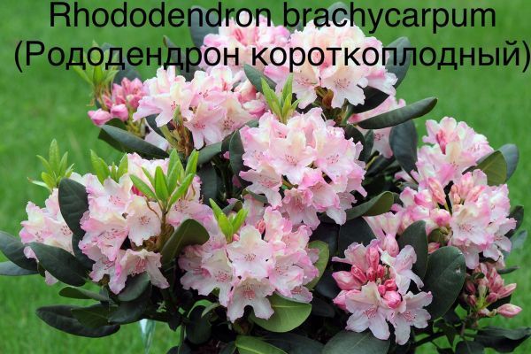 Rhododendron brachycarpum (Рододендрон короткоплодный)