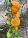Tomat-Grushka-Limonnaya-Myazina