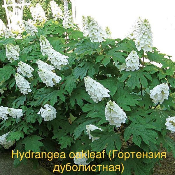 Hydrangea oakleaf (Гортензия дуболистная)