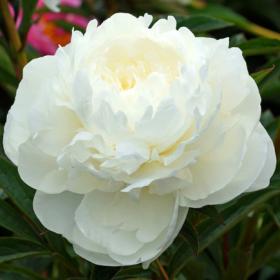 Пион White Sarah Bernhardt