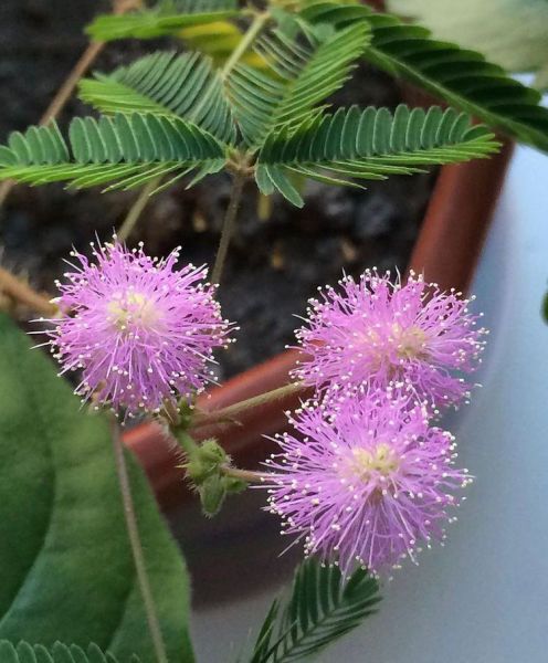 Мимоза стыдливая