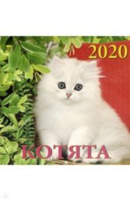 Календарь 2020 "Котята" (70005)