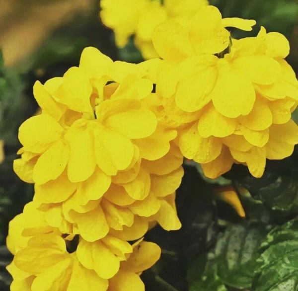 Кроссандра Желтая