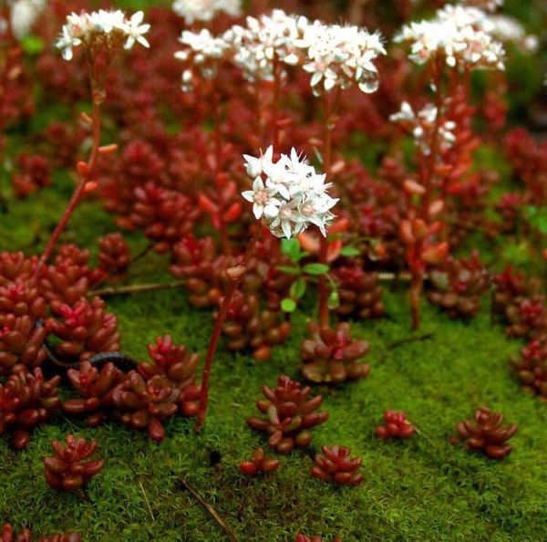 Sedum album (Седум белый)