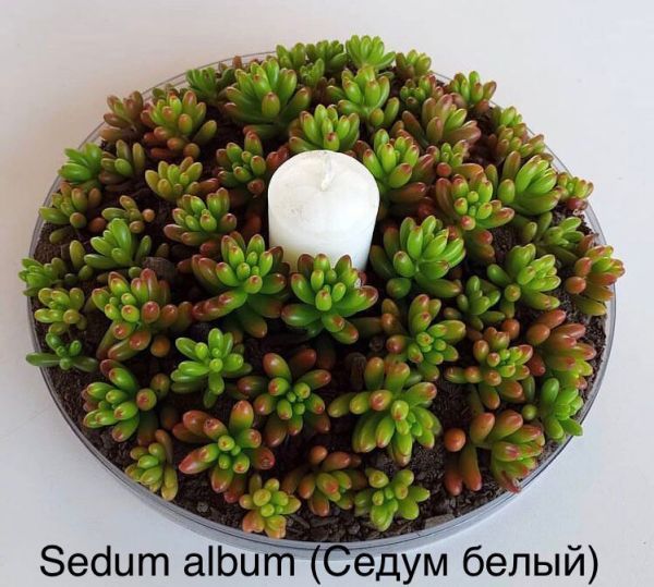 Sedum album (Седум белый)