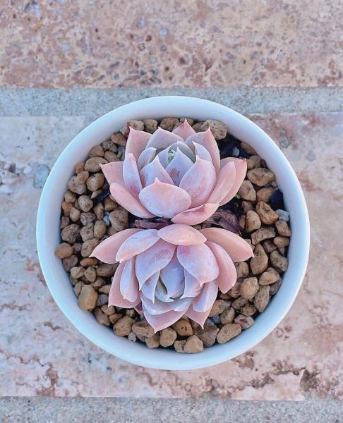 Sedum suaveolens (Седум душистый)