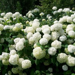 Гортензия древовидная (Hydrangea arborescens `Hill`s of Snow`) р9