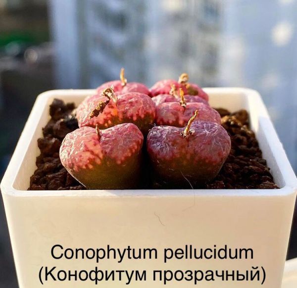 Conophytum pellucidum (Конофитум прозрачный)