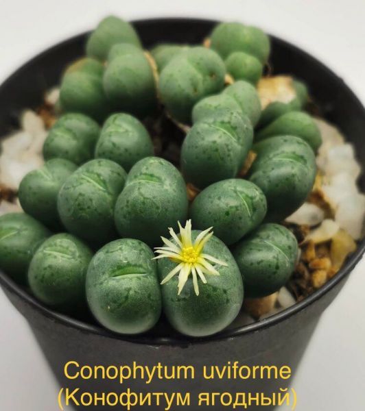 Conophytum uviforme (Конофитум ягодный)