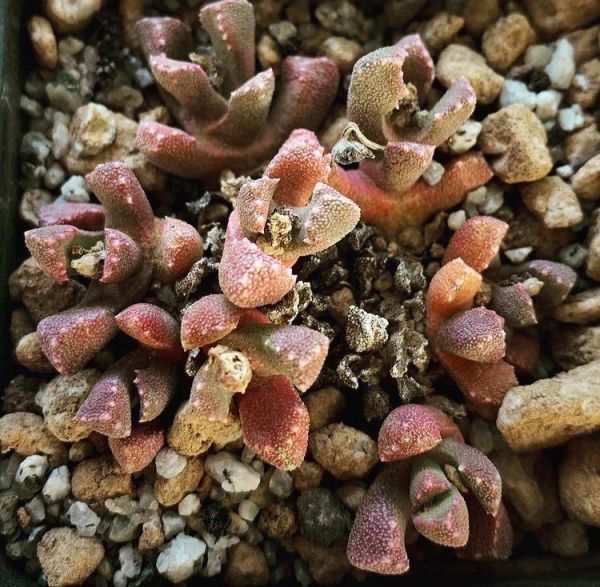 Stomatium alboroseum (Стоматиум бело-розовый)