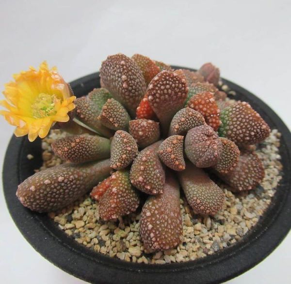 Aloinopsis luckhoffii (Алоинопсис Люкхофа)