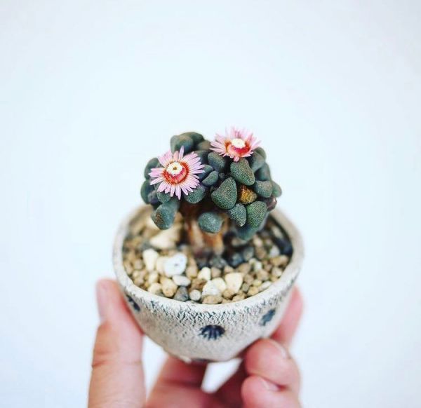 Aloinopsis schooneesii (Алоинопсис Шунеса)