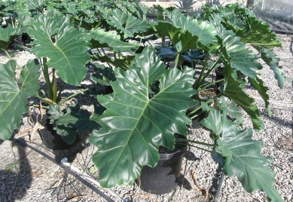 Philodendron EVANCII или Филодендрон Эванса