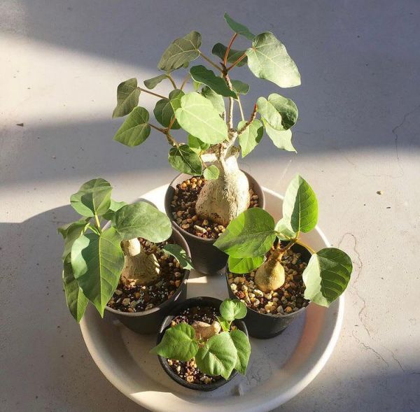 Ficus PALMERI или Фикус Пальмера