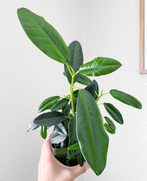 Ficus OBLIQUA или Фикус Обманчивый