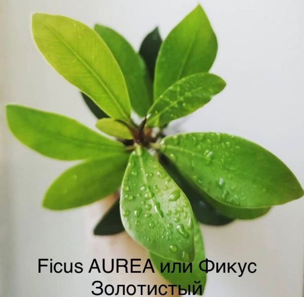 Ficus AUREA или Фикус Золотистый