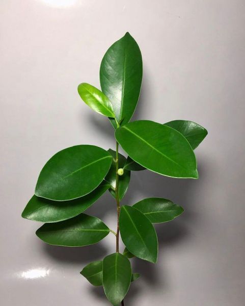 Ficus AUREA или Фикус Золотистый