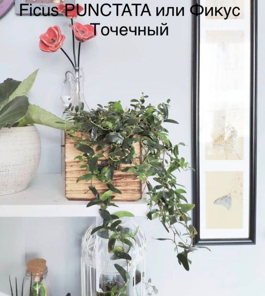 Ficus PUNCTATA или Фикус Точечный