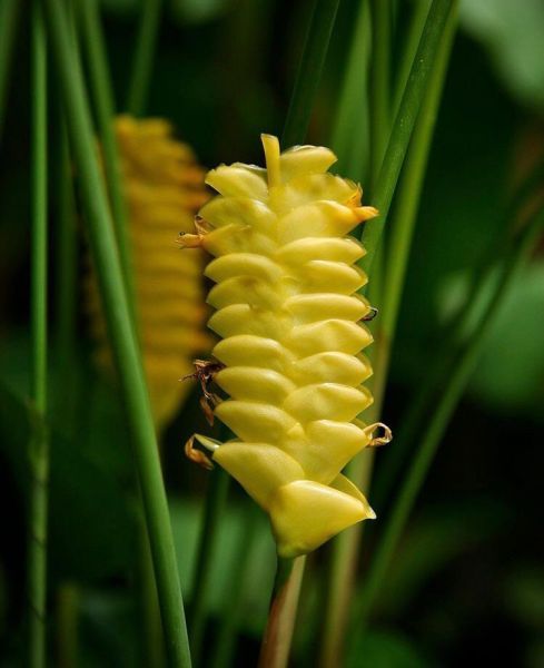 Calathea CROTALIFERA или Калатея Кроталифера