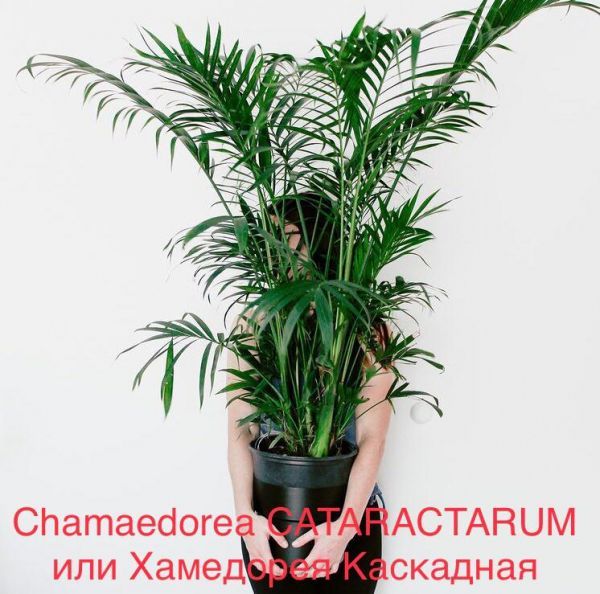 Chamaedorea CATARACTARUM или Хамедорея Каскадная