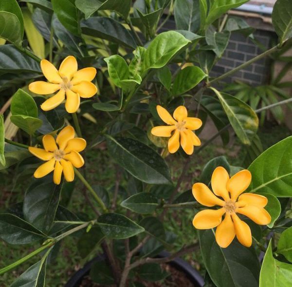 Gardenia CARINATA или Гардения Золотая