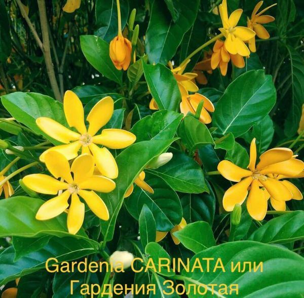 Gardenia CARINATA или Гардения Золотая