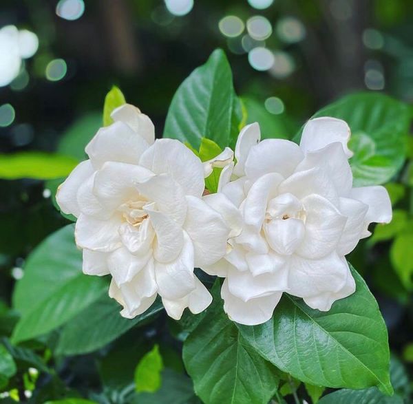 Gardenia Jasminoides или Гардения Жасминовидная