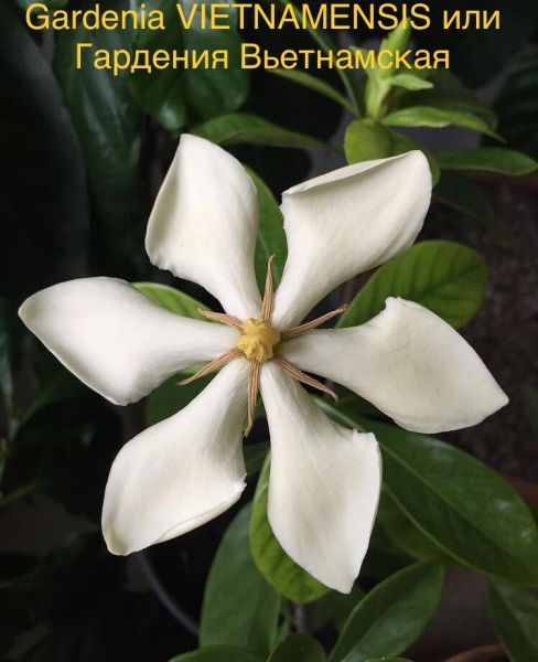 Gardenia VIETNAMENSIS или Гардения Вьетнамская