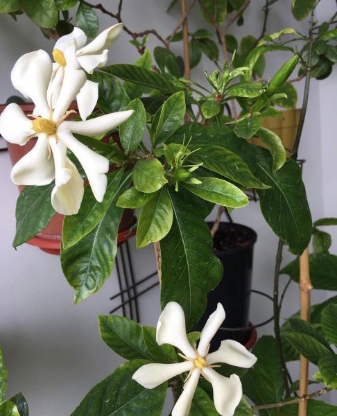 Gardenia VIETNAMENSIS или Гардения Вьетнамская