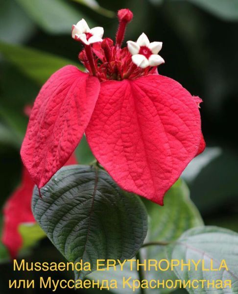 Mussaenda ERYTHROPHYLLA или Муссаенда Краснолистная