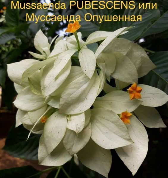 Mussaenda PUBESCENS или Муссаенда Опушенная