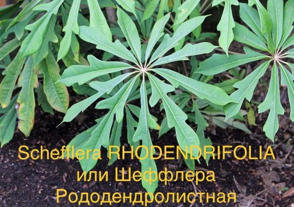 Schefflera RHODENDRIFOLIA или Шеффлера Рододендролистная